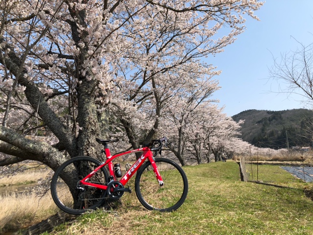 サイクリングベストシーズン到来。桜、満喫ライド