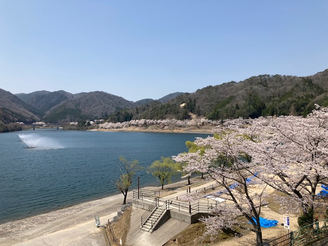 出張　おシロのブログ！　土師ダム　桜満開ドライブ＆ランで気分アゲアゲ💮