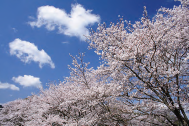 パールイズミ　2026限定商品「SAKURA」ご予約承ります！